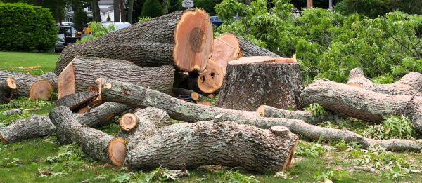 Large Tree Removal in Kirkland