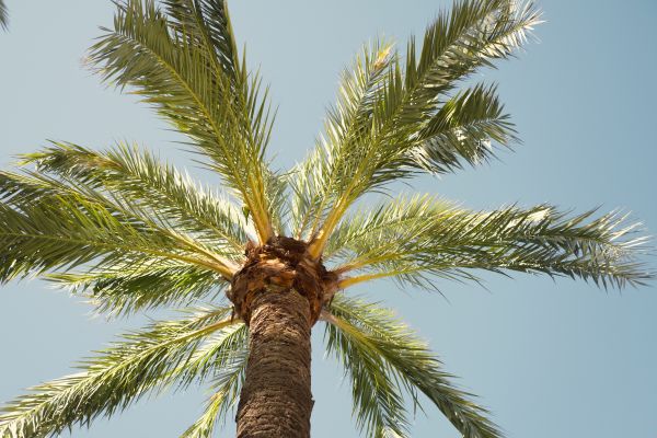 Palm Tree Removal in Kirkland