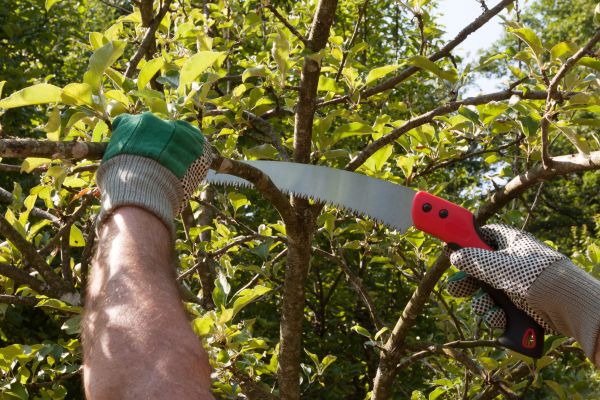 Small Tree Removal in Kirkland