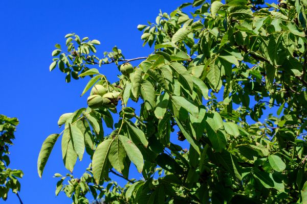 Cost of Walnut Tree Removal in Kirkland