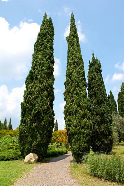 Cost of Cypress Tree Removal in Kirkland