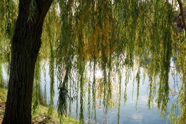 Cost of Willow Tree Removal in Kirkland