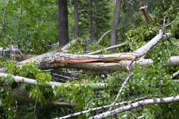 Birch Tree Removal in Kirkland