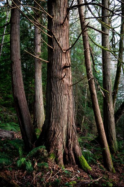 Cost of Cedar Tree Removal in Kirkland