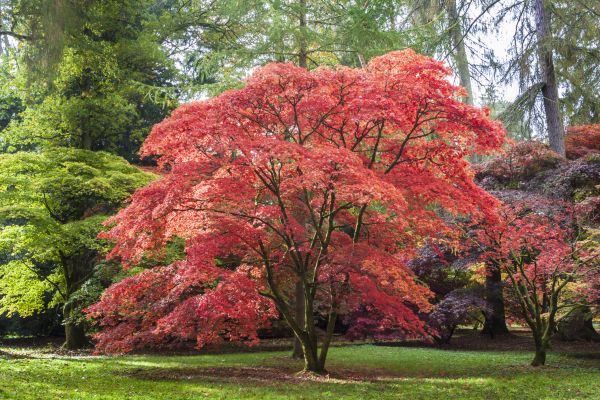 Cost of Maple Tree Removal in Kirkland