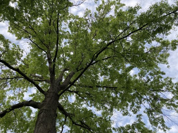 Cost of Oak Tree Removal in Kirkland