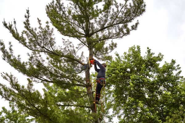 Cost of Pine Tree Removal in Kirkland