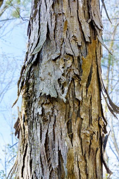 Hickory Tree Removal in Kirkland