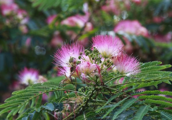 Mimosa Tree Removal in Kirkland