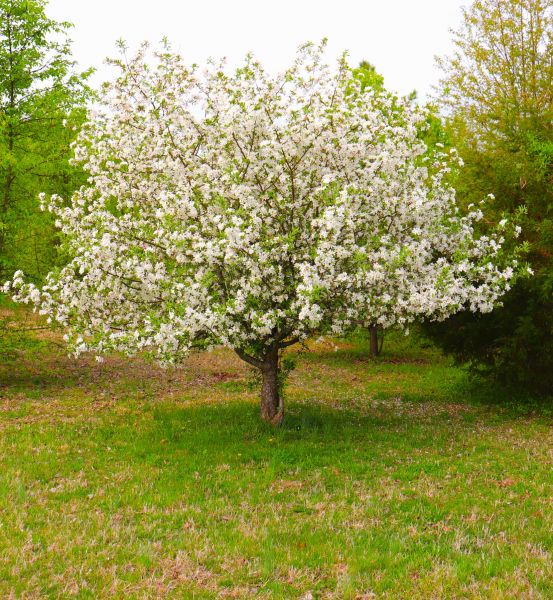 Dogwood Tree Removal in Kirkland
