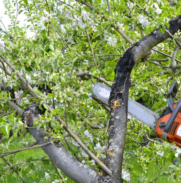 Apple Tree Removal in Kirkland