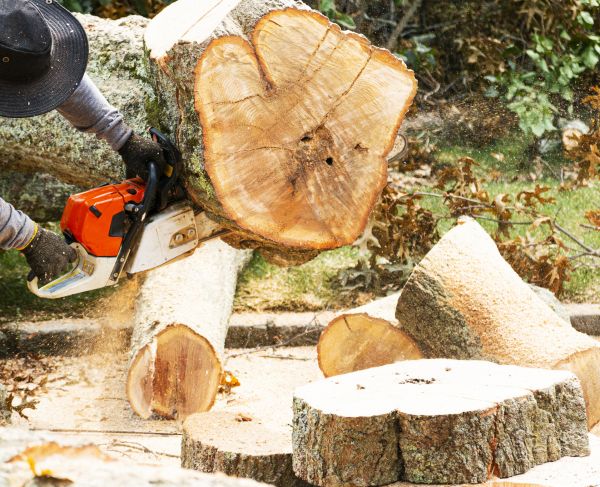Tree Removal Service in Kirkland