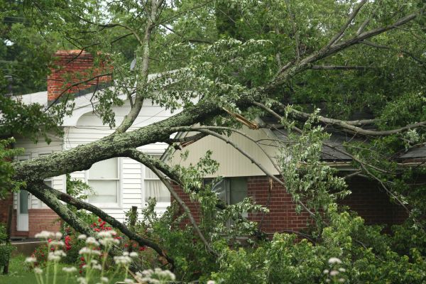 Emergency Tree Removal in Kirkland