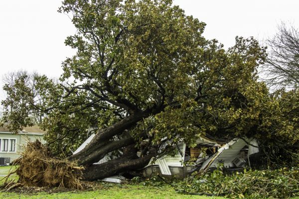 Fallen Tree Removal in Kirkland