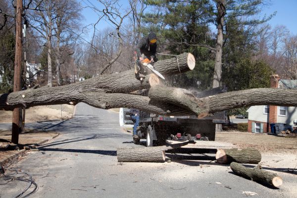 Cost of Residential Tree Removal in Kirkland