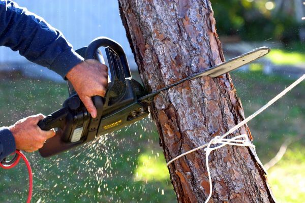 Dead Tree Removal in Kirkland