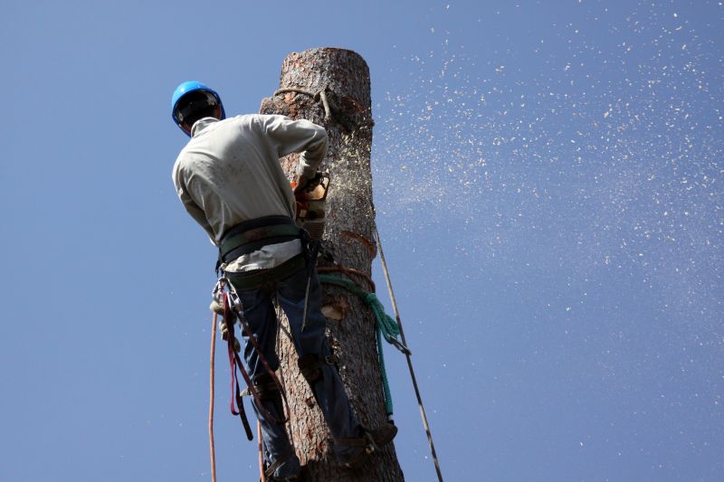 Why Hiring Professionals For Tree Removal Is Essential